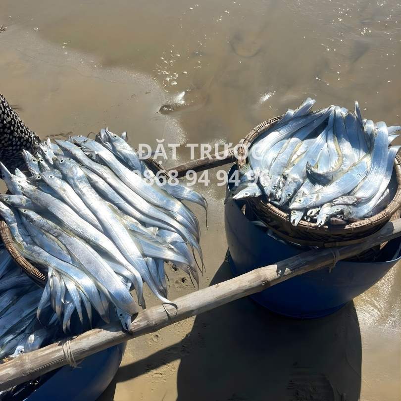 Cá hố lưới vào tươi mỗi ngày